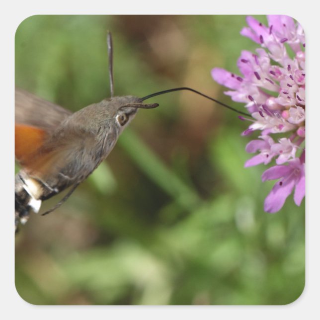 Sticker Carré Éperviers (Macroglossum stellatarum) (Devant)