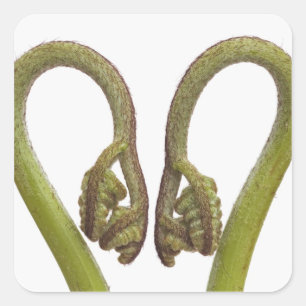 Sticker Carré Épouses de fougères 2