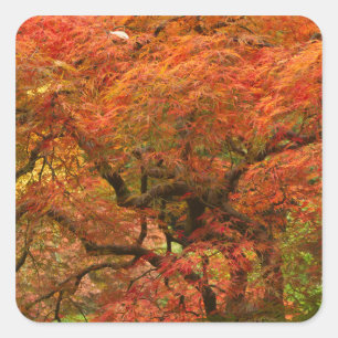 Sticker Carré Érable japonais en couleur d'automne
