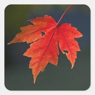 Sticker Carré Érable rouge (Acer rubrum) feuille rouge en automn
