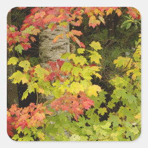 Sticker Carré Érables d'automne et bouleau, Blanc