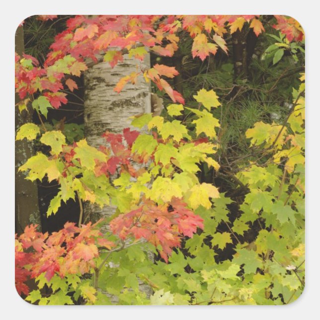 Sticker Carré Érables d'automne et bouleau, Blanc (Devant)