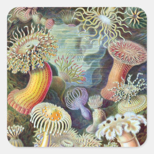 Sticker Carré Ernst Haeckel Kunstformen der Natur Actiniae