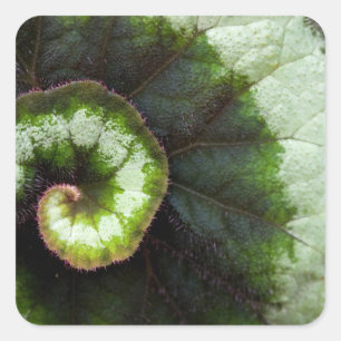 Sticker Carré Escargot Begonia Leaf