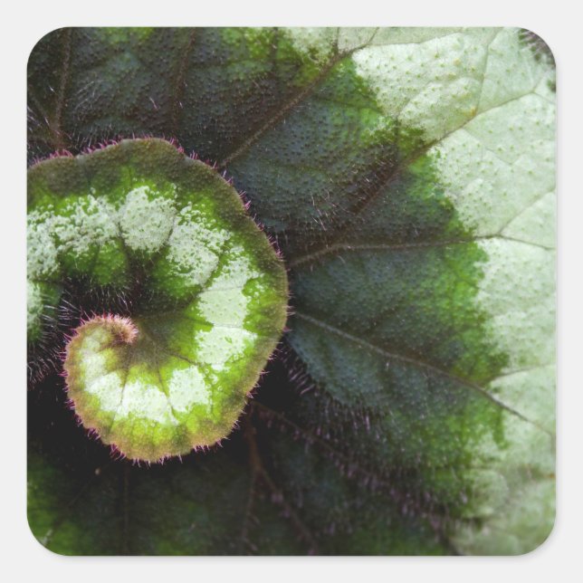 Sticker Carré Escargot Begonia Leaf (Devant)