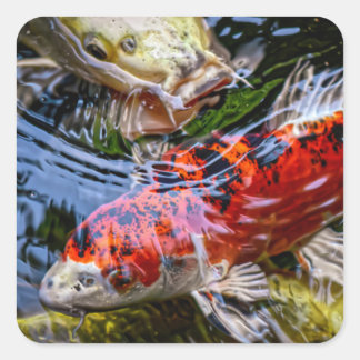 Sticker Carré Étang japonais de poissons Koi