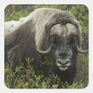 Sticker Carré États-Unis, Alaska, Nome. Gros plan sur un bœuf mu