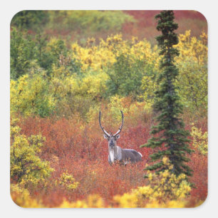 Sticker Carré États-Unis, Alaska, Parc national de Denali. Carib