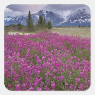 Sticker Carré États-Unis, Alaska, vallée de la rivière Alsek. Vu