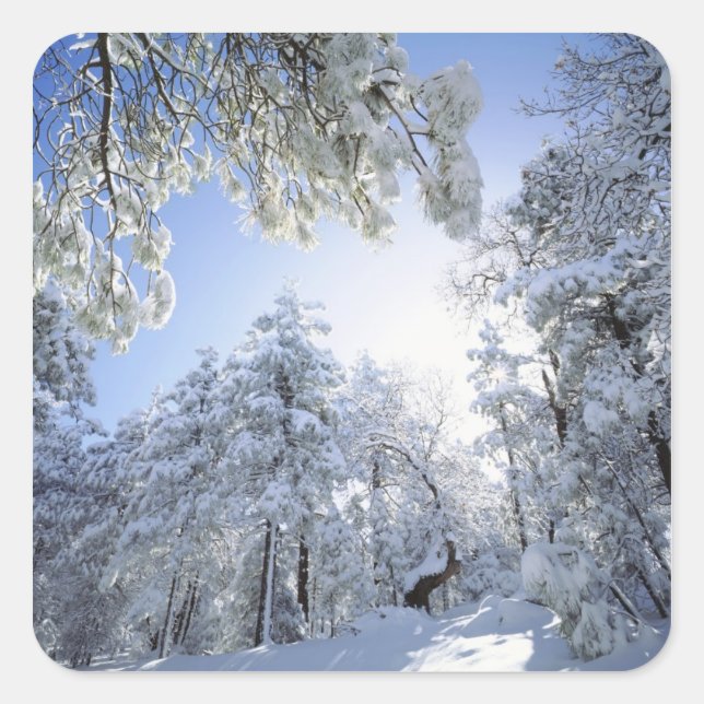 Sticker Carré États-Unis, Californie, Cleveland National Forest, (Devant)