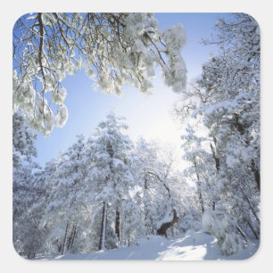 Sticker Carré États-Unis, Californie, Cleveland National Forest,