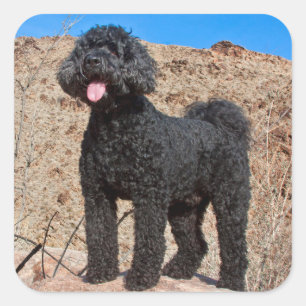 Sticker Carré États-Unis, Californie. Labradoodle debout