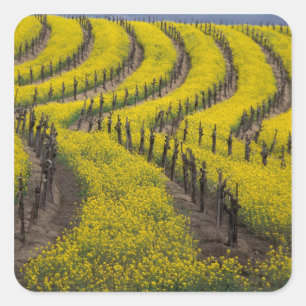 Sticker Carré États-Unis, Californie, Napa Valley, Los Carneros