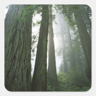Sticker Carré États-Unis, Californie, Parc national de Redwood,