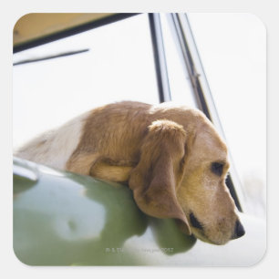 Sticker Carré États-Unis, Colorado, chien regardant par la fen
