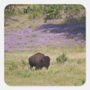 Sticker Carré États-Unis, Dakota du Sud, Bison américain
