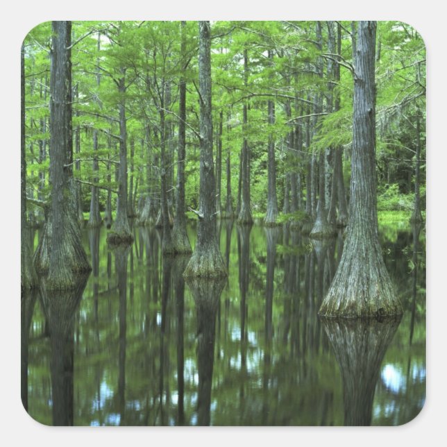 Sticker Carré États-Unis, Floride, Forêt nationale d'Apalachicol (Devant)