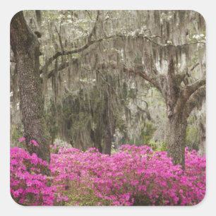 Sticker Carré États-Unis, Géorgie, Savannah, Printemps à l'histo