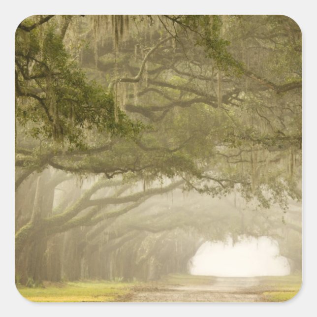 Sticker Carré Etats-Unis, Géorgie, Savannah, Une conduite en chê (Devant)