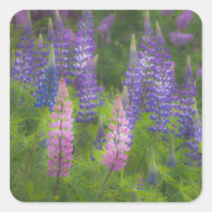 Sticker Carré États-Unis, Maine, Southwest Harbor. Lupin en fleu