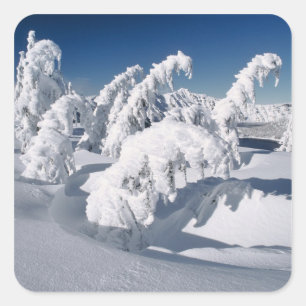 Sticker Carré États-Unis, Oregon, Crater Lake NP. Les arbres plo