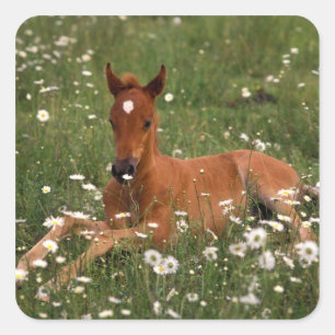 Sticker Carré États-Unis, Oregon, Poney arabe.