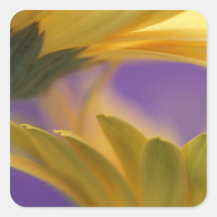 Sticker Carré États-Unis, Pennsylvanie. Gerbera jaunes, rapproch