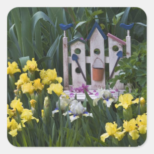 Sticker Carré États-Unis, Pennsylvanie. Les iris de jardin pouss