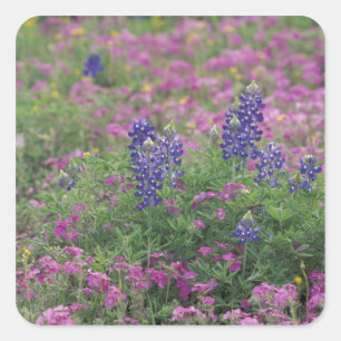 Sticker Carré États-Unis, Texas Hill Country. Bleuets parmi les