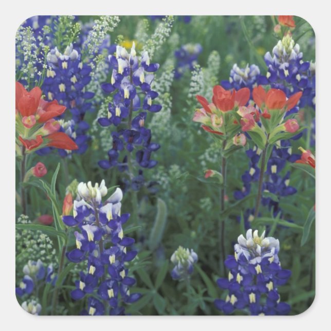 Sticker Carré États-Unis, Texas Hill Country. Bluebonnets et (Devant)
