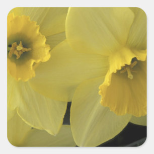 Sticker Carré États-Unis, Utah, jonquilles de Cache Valley