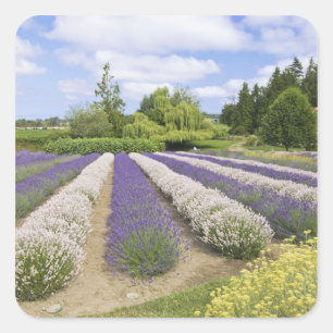 Sticker Carré États-Unis, WA, Sequim, Purple Haze Lavender Farm