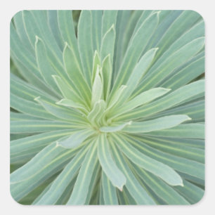 Sticker Carré États-Unis, Washington, Bellevue, Bellevue Botani