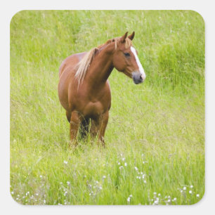 Sticker Carré États-Unis, Washington, Cheval dans un champ print