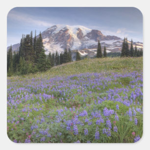 Sticker Carré États-Unis, Washington, Mt. Rainier NP, Mt. Rainie
