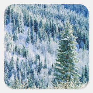 Sticker Carré États-Unis, Washington, Mt. Spokane State Park, As