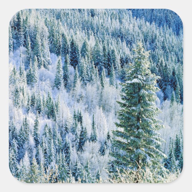 Sticker Carré États-Unis, Washington, Mt. Spokane State Park, As (Devant)