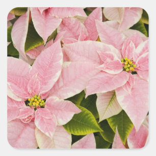 Sticker Carré États-Unis, Washington, Woodinville, Molbak's Nurs