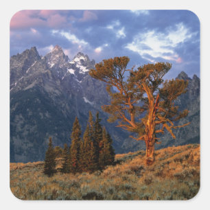 Sticker Carré États-Unis, Wyoming, Grand Teton NP. Un cèdre soli