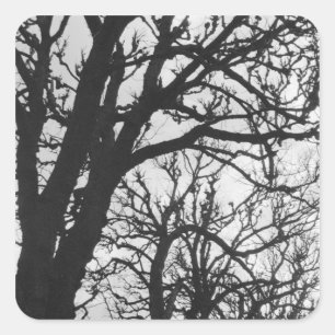 Sticker Carré Europe, France, Paris. Les arbres d'hiver, Marco