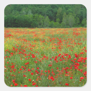 Sticker Carré Europe, Italie, Toscane, coquelicots rouges dans l