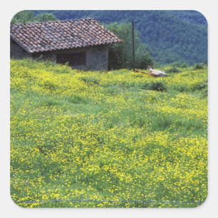 Sticker Carré Europe, Italie, Toscane, Sienne, Chianti.