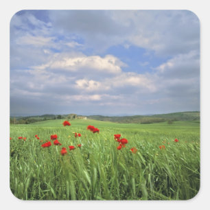 Sticker Carré Europe, Toscane, Poggiolo. Les coquelicots rouges 