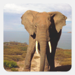 Sticker Carré Excursion de la journée Elephant Beach,