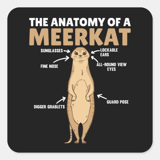 Sticker Carré Explication amusante de l'anatomie d'un Meerkat (Devant)