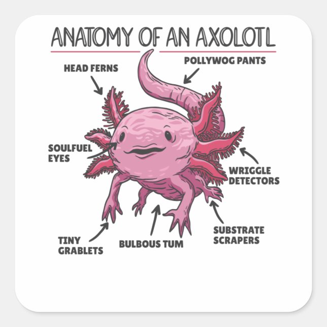 Sticker Carré Explication Axolotl Anatomie D'Un Axolotl (Devant)