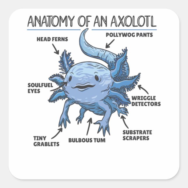 Sticker Carré Explication Axolotl Anatomie D'Un Axolotl (Devant)