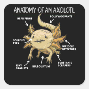 Sticker Carré Explication Axolotl Anatomie D'Un Axolotl