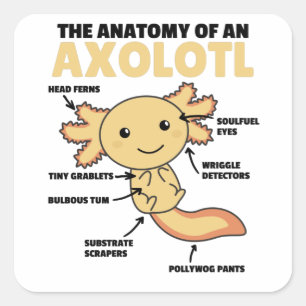Sticker Carré Explication Axolotl Anatomie D'Un Axolotl