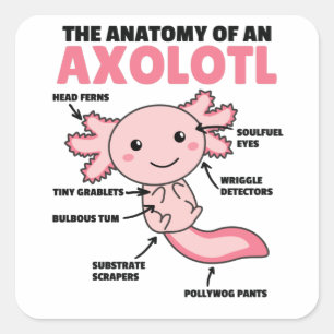Sticker Carré Explication Axolotl Anatomie D'Un Axolotl
